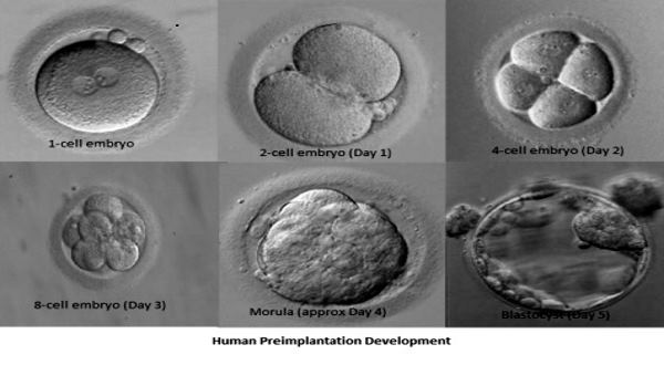 embryos blastocyst