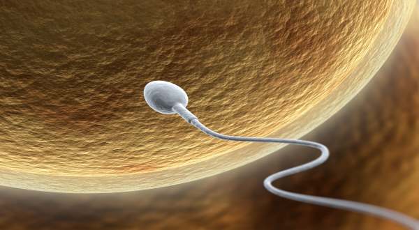 FIV ovule et spermatozoïde 